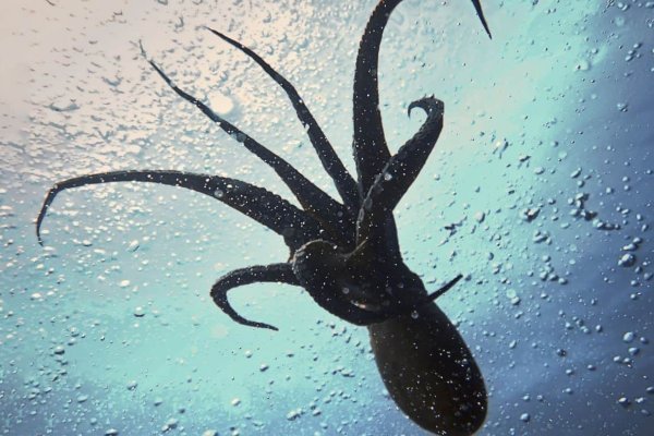 Ссылка на кракен onion kraken dark link
