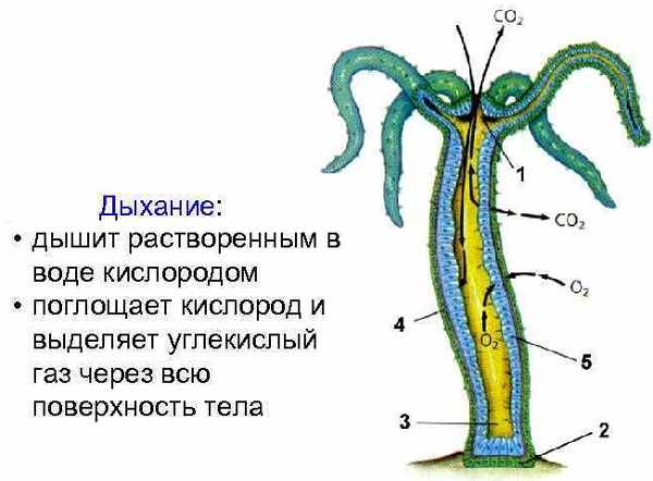 Кракен не работает тор