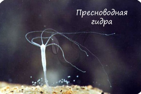 Кракен супернет плейс